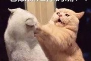 娱乐吃瓜君猫猫,揭秘娱乐圈那些不为人知的幕后故事